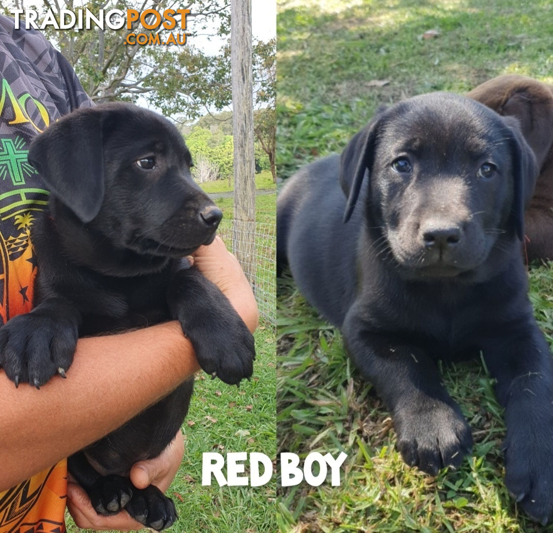 Purbred Labrador puppies