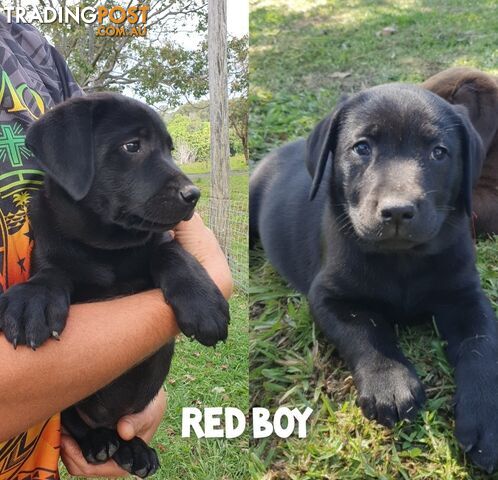 Purbred Labrador puppies