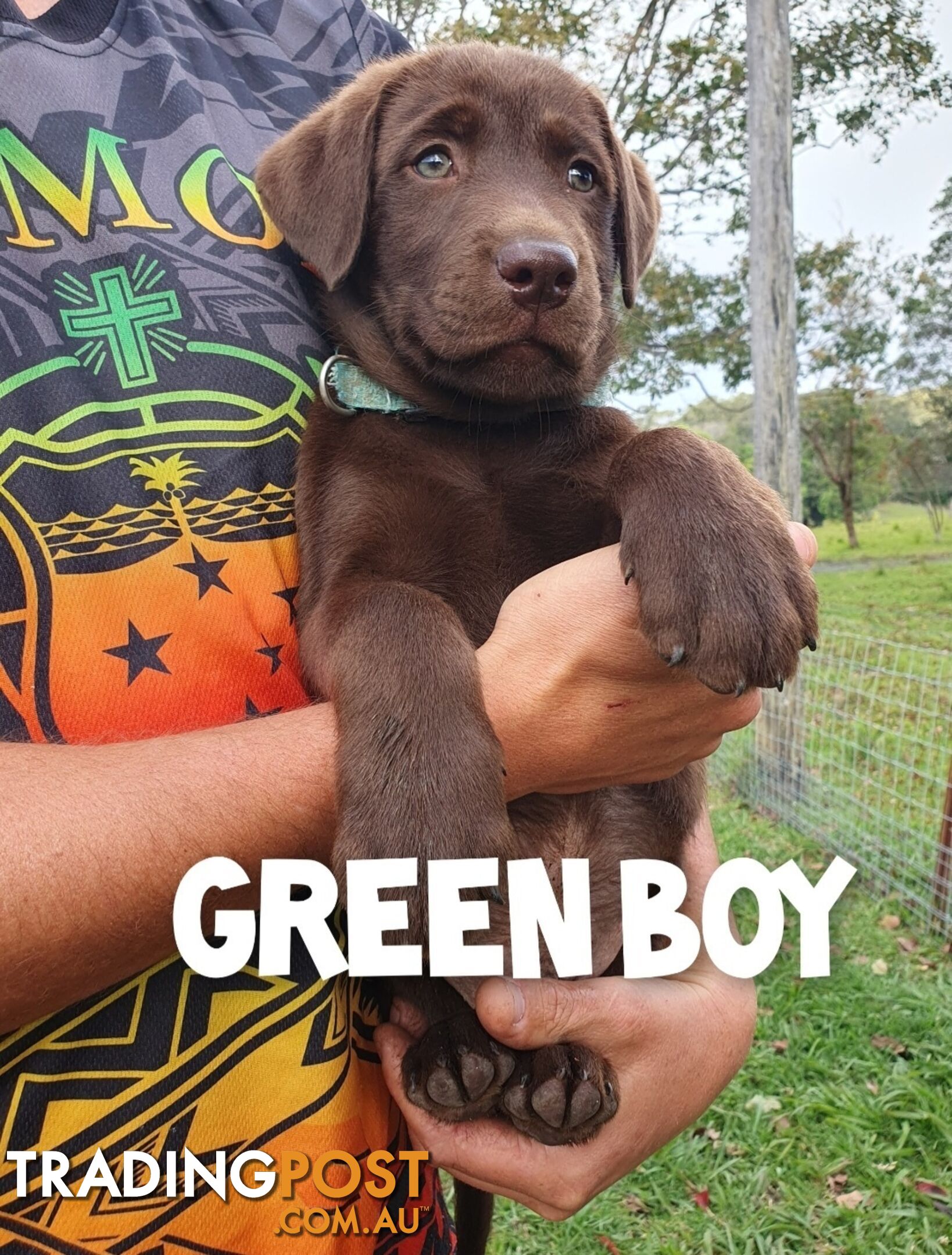 Purbred Labrador puppies