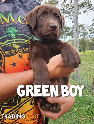 Purbred Labrador puppies