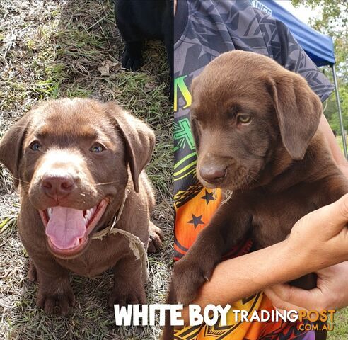 Purbred Labrador puppies