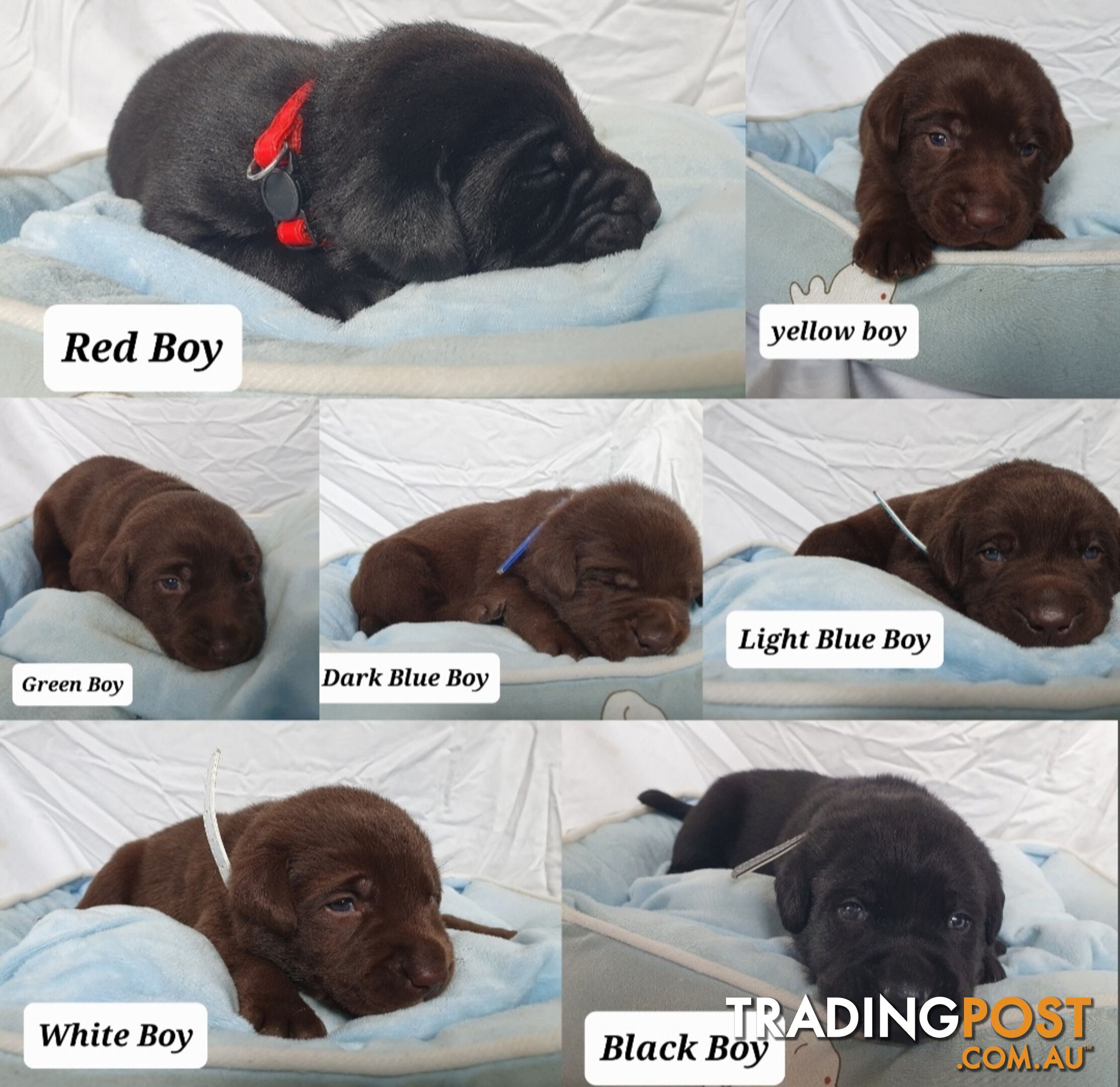 Purbred Labrador puppies