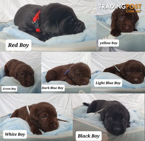 Purbred Labrador puppies