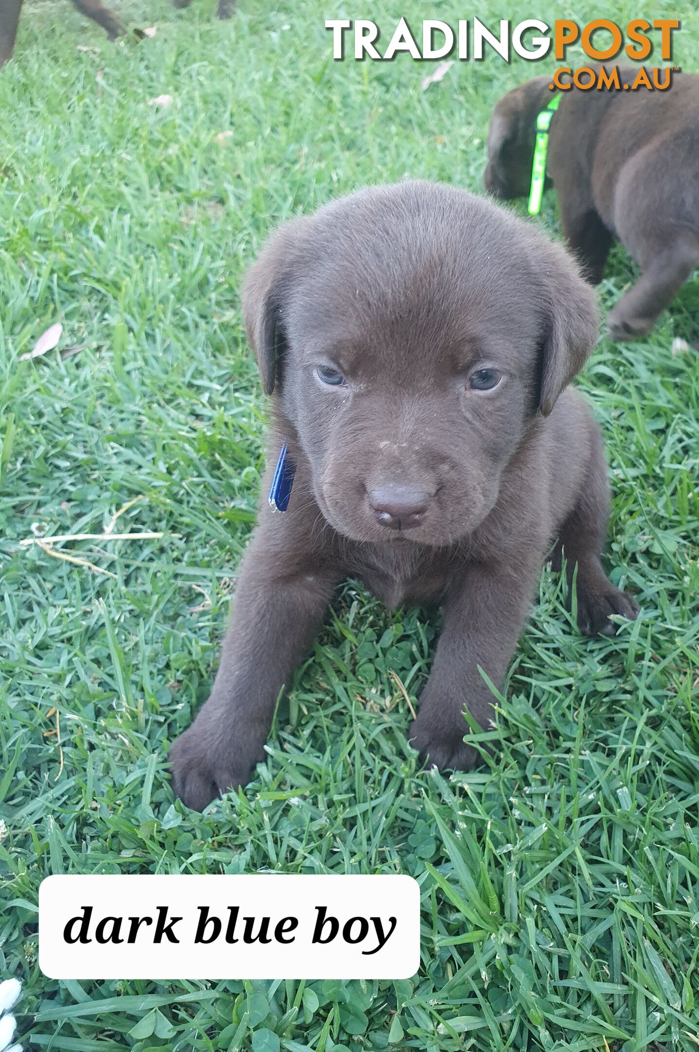 Purbred Labrador puppies