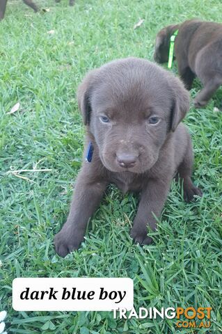 Purbred Labrador puppies