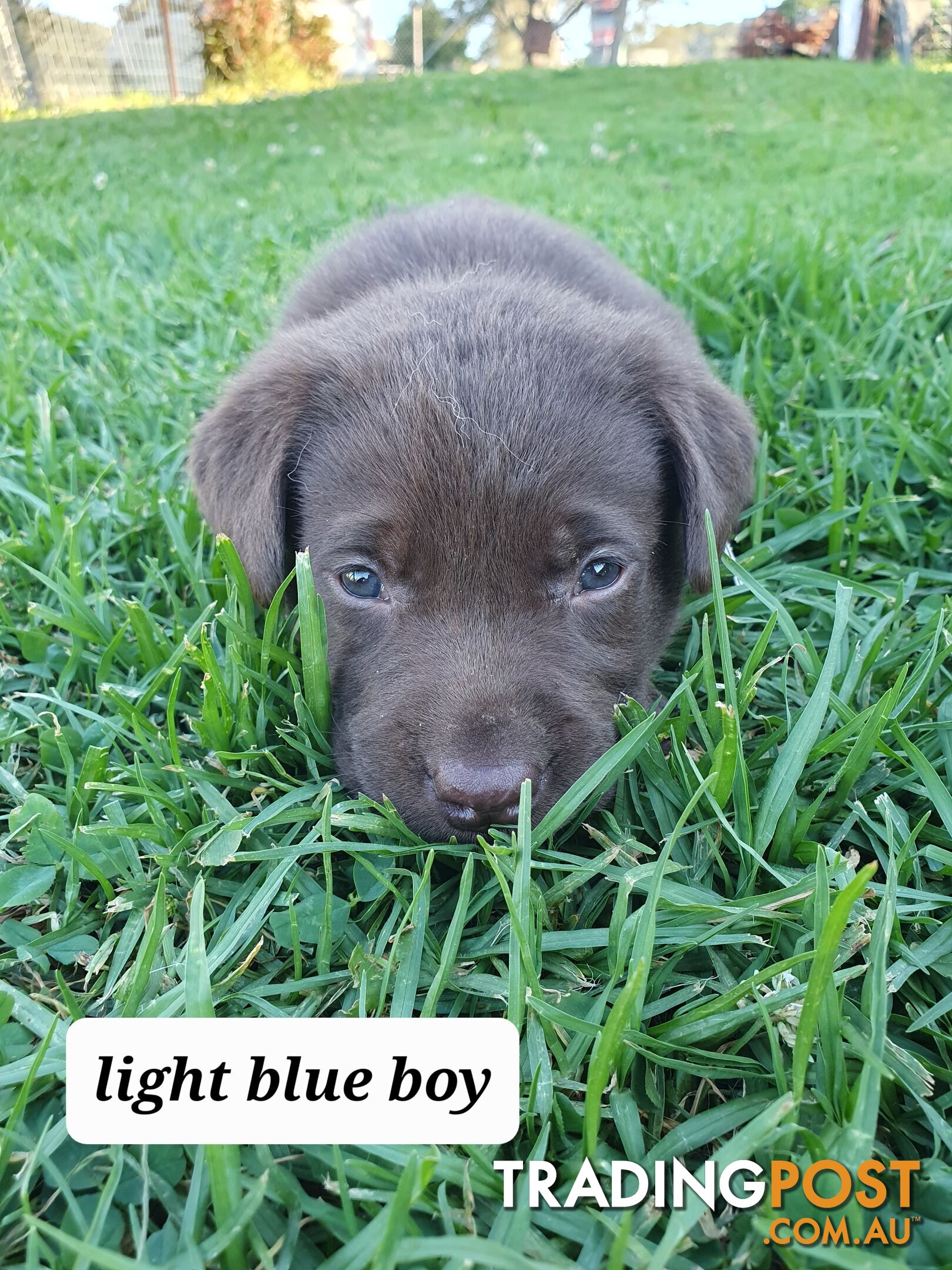 Purbred Labrador puppies