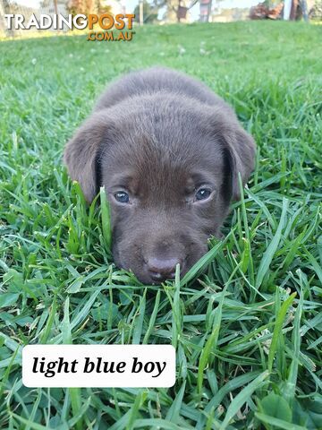 Purbred Labrador puppies