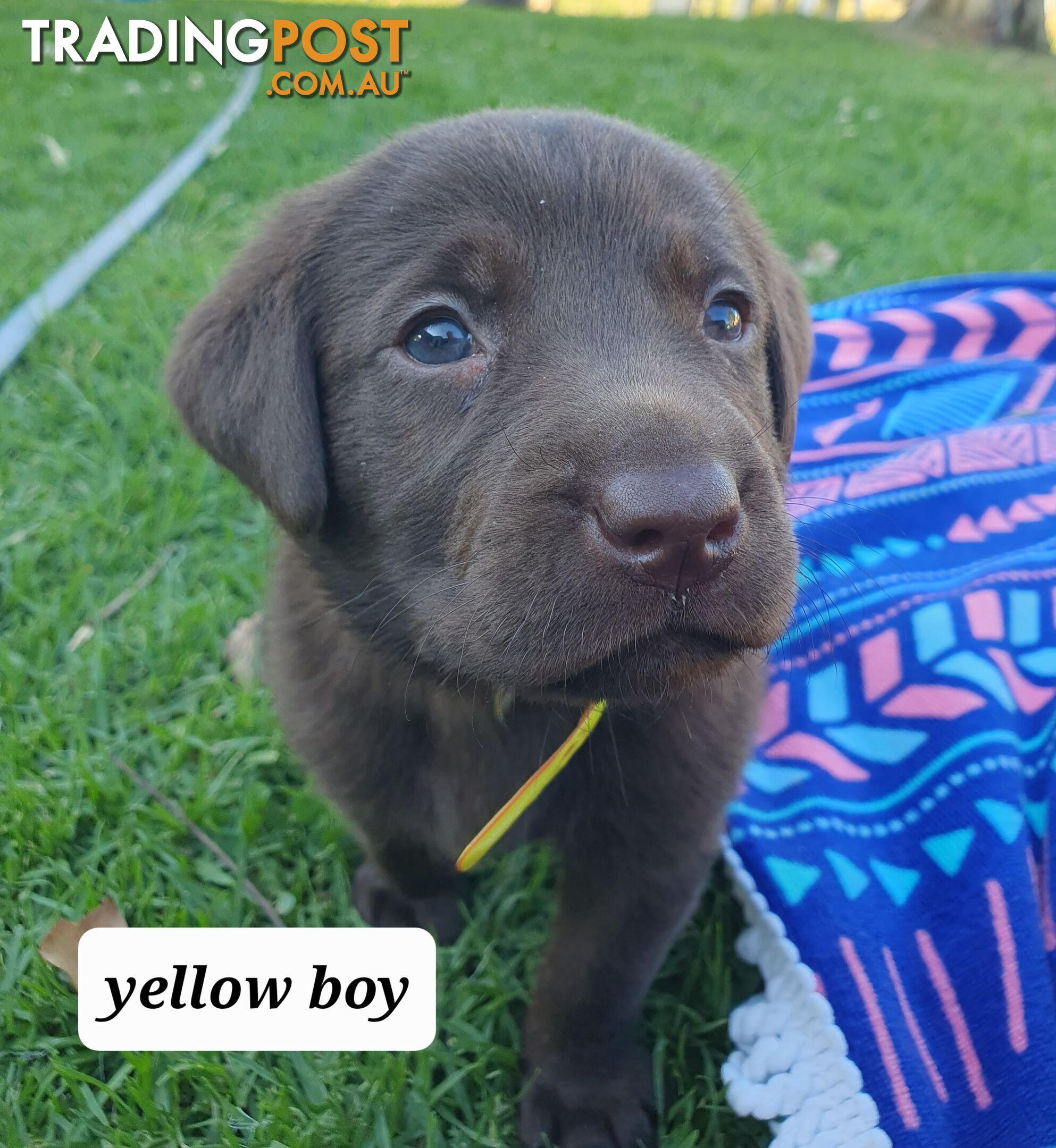 Purbred Labrador puppies