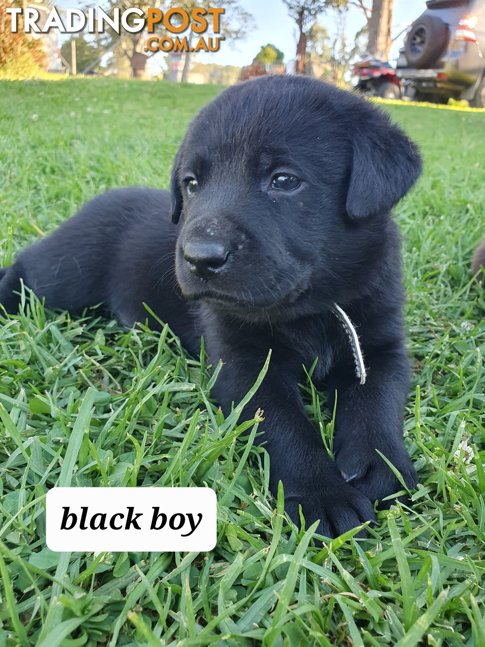 Purbred Labrador puppies