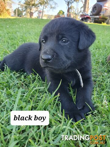 Purbred Labrador puppies