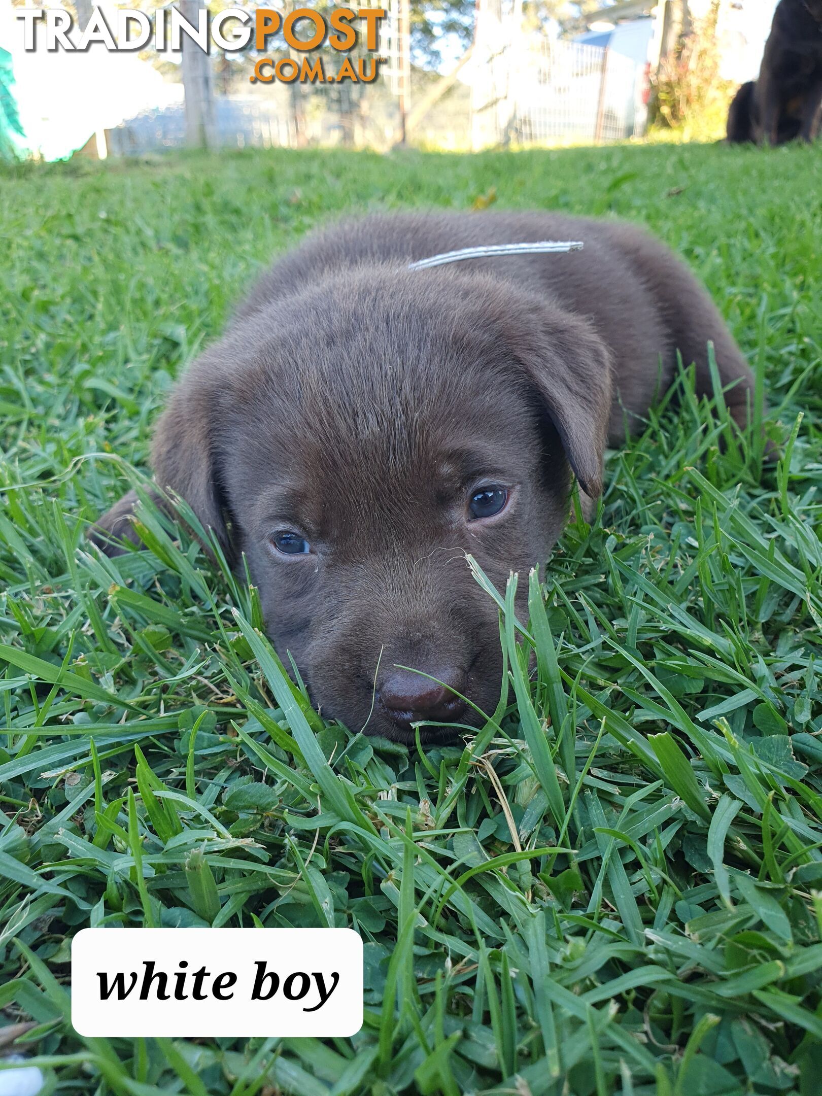 Purbred Labrador puppies