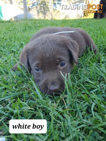 Purbred Labrador puppies