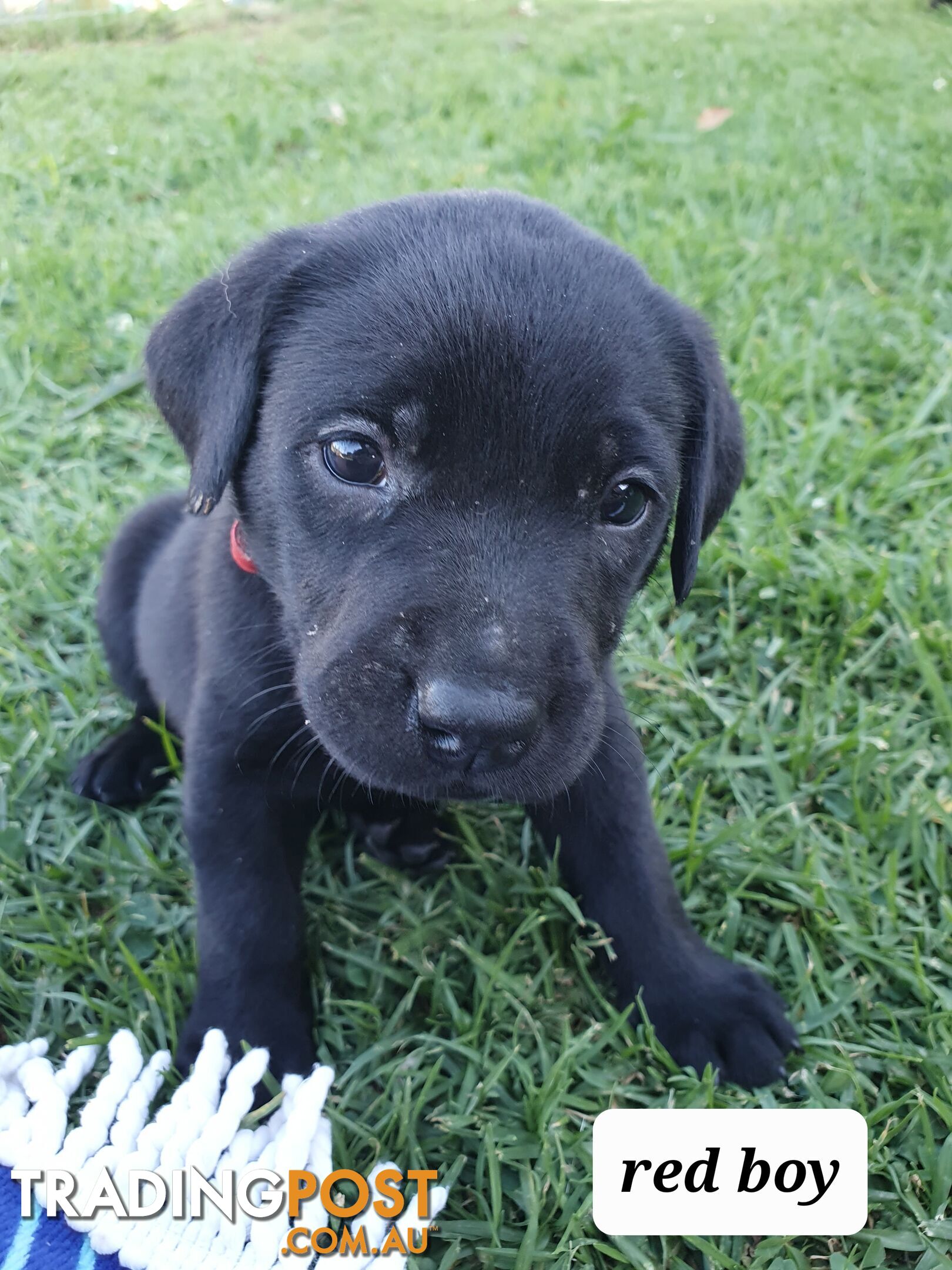 Purbred Labrador puppies