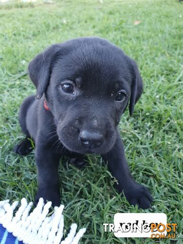 Purbred Labrador puppies