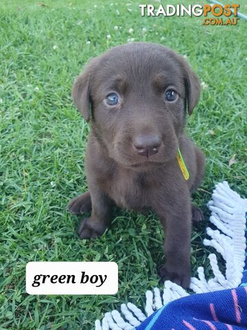 Purbred Labrador puppies