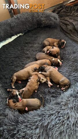 10x Boxer puppies