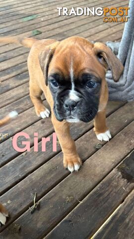 7x Boxer Puppies