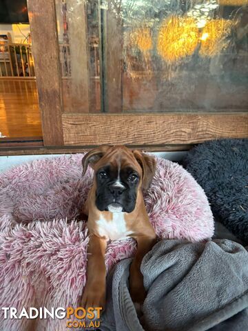 1x Female Boxer Puppies