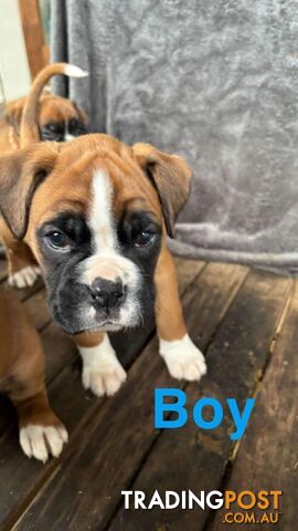 7x Boxer Puppies