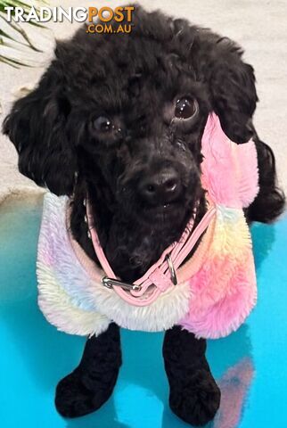 TOY POODLE FEMALE 