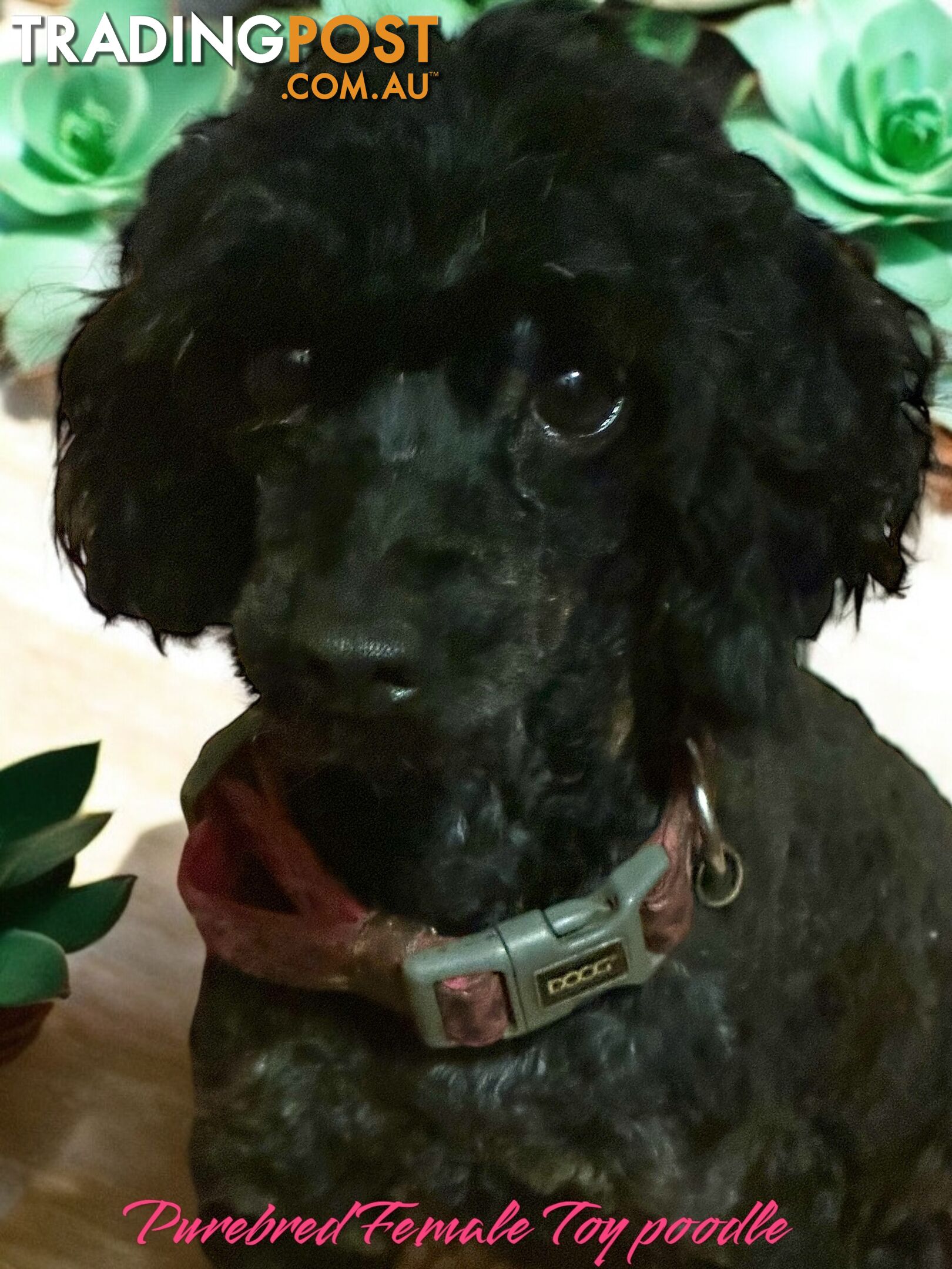 TOY POODLE FEMALE 