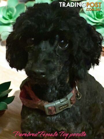 TOY POODLE FEMALE 