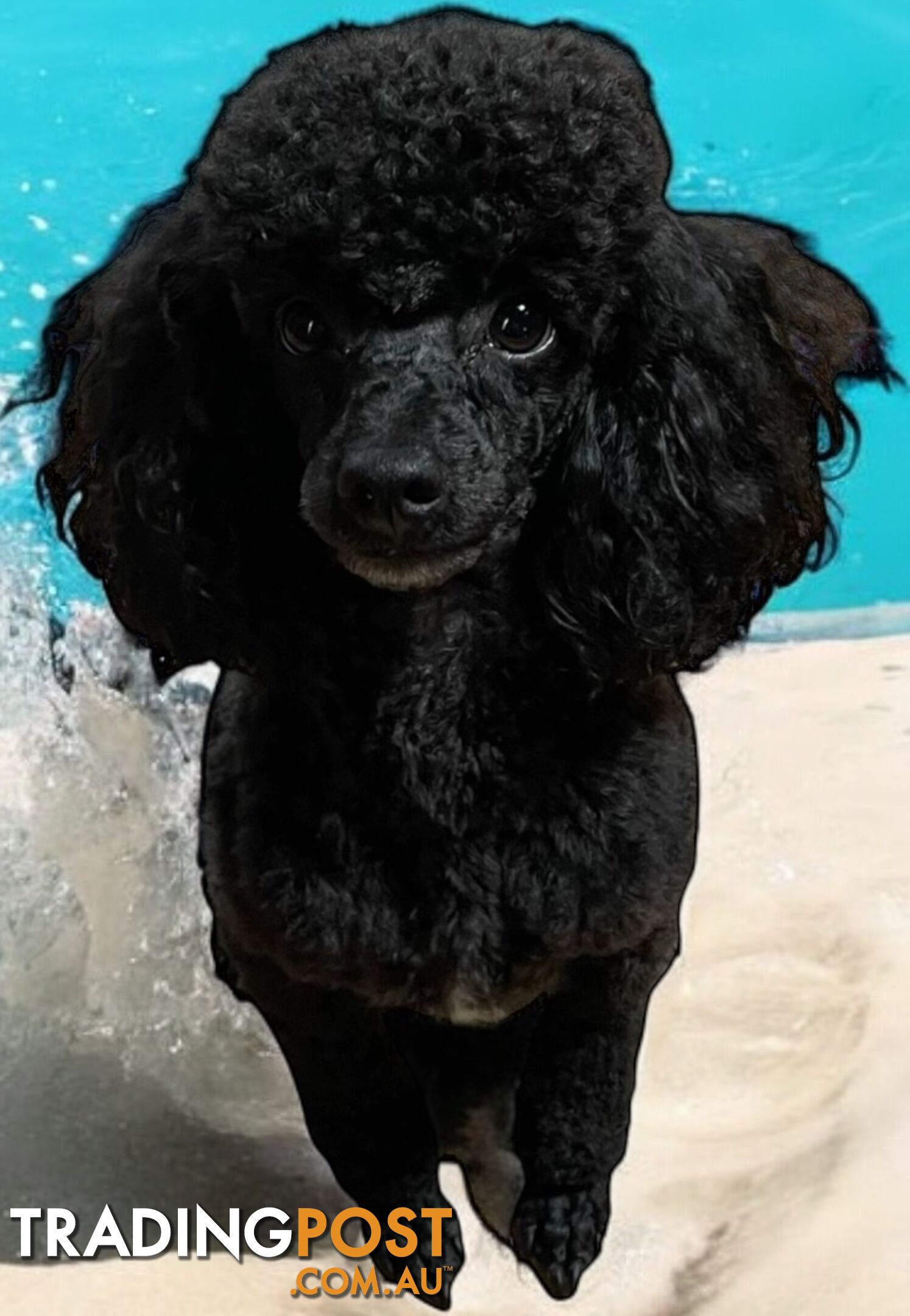 TOY POODLE FEMALE 