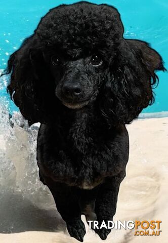 TOY POODLE FEMALE 