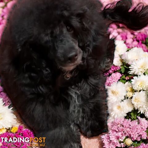 TOY POODLE FEMALE 