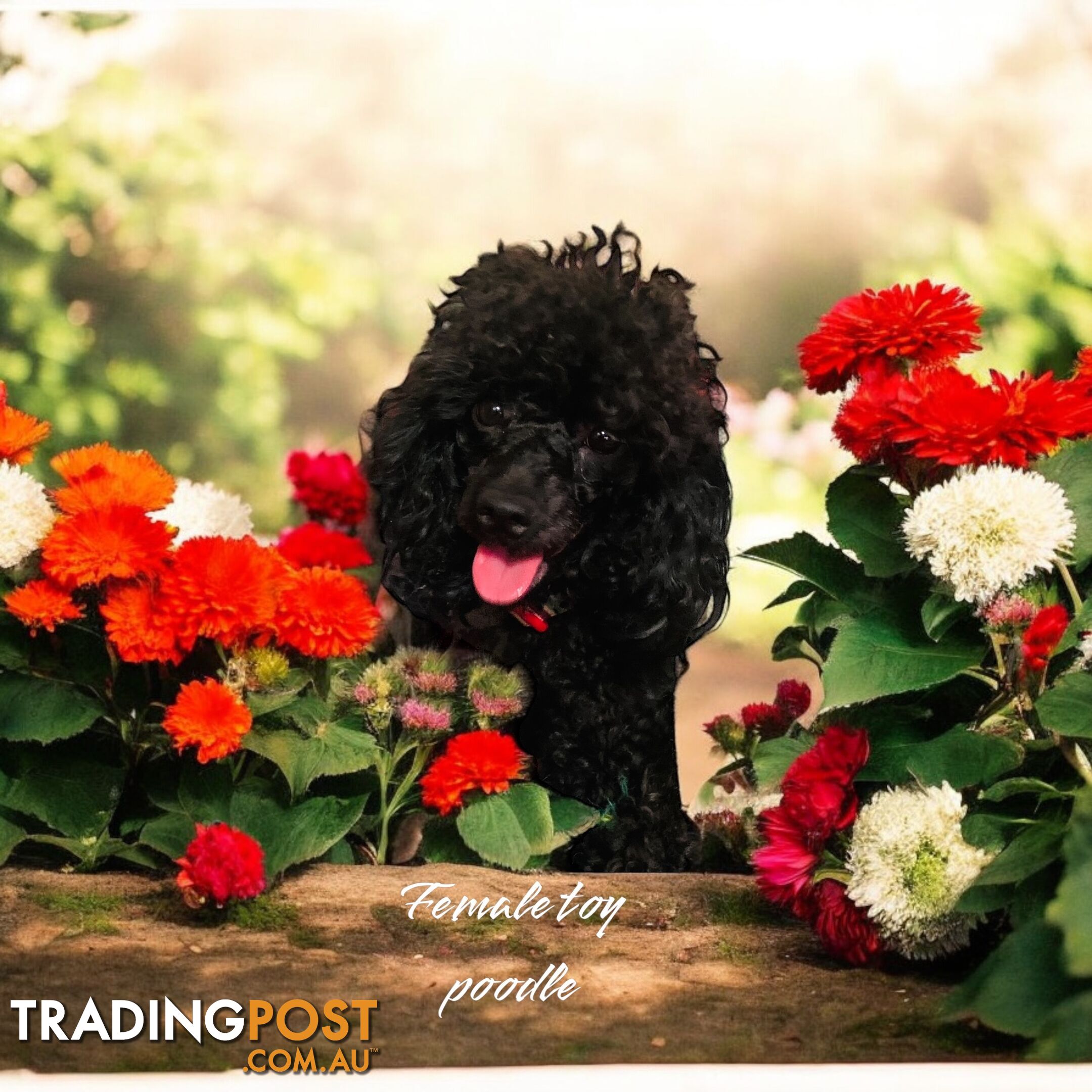 TOY POODLES PUREBRED 