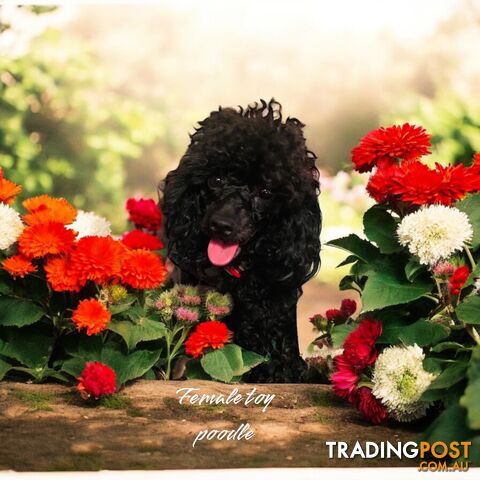 TOY POODLES PUREBRED 