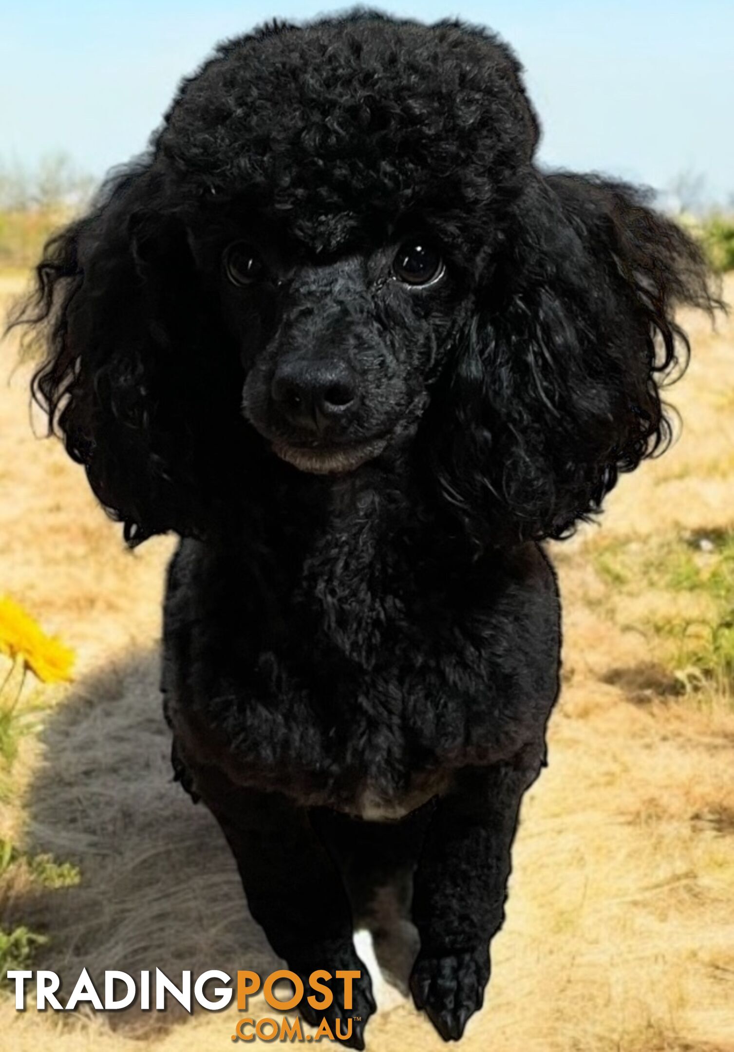 TOY POODLES PUREBRED 