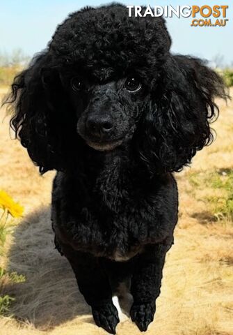 TOY POODLES PUREBRED 