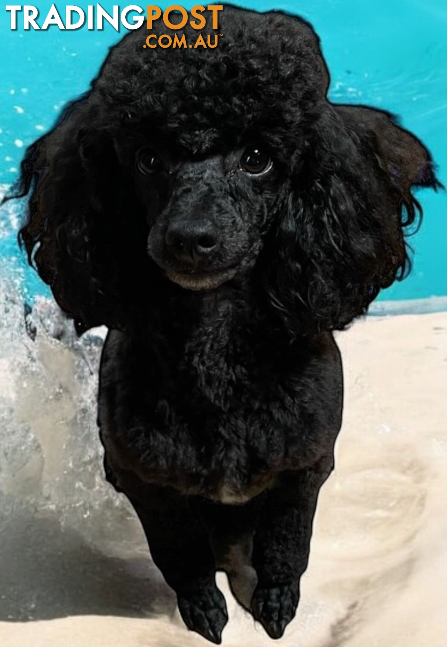 TOY POODLE FEMALE 