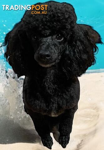 TOY POODLE FEMALE 