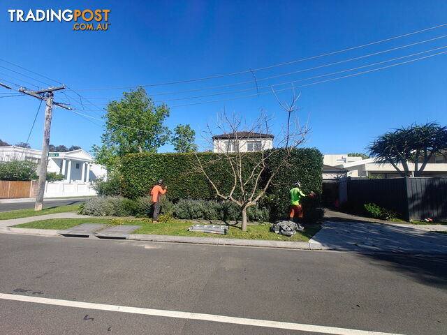 All Tree - Pros - Trimming and Removal - photo 5 of 12