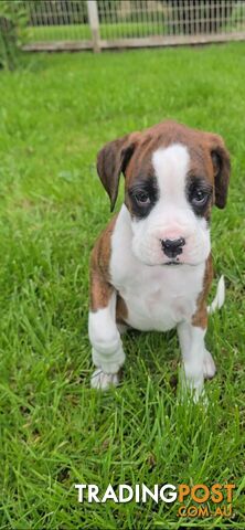 Pure-bred boxer puppies