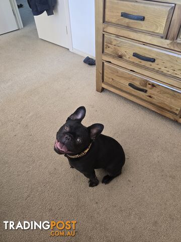 french bulldog