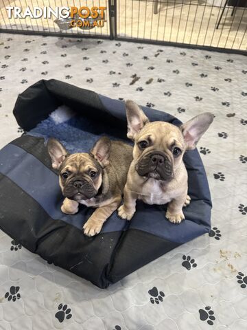 Purebred French bulldog female  puppy 9 weeks old