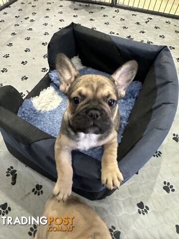 Purebred French bulldog male puppy