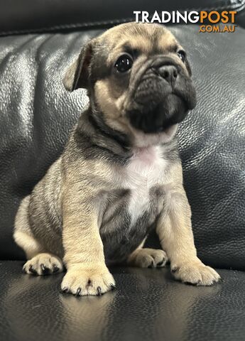 Purebred French bulldog male puppy