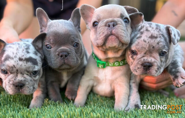 Pedigree French Bulldog Puppies