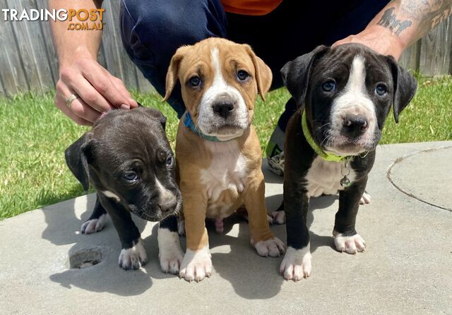 Purebred American Staffordshire  puppies