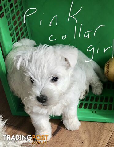West Highland White Terrier pups, pure bred for sale NSW
