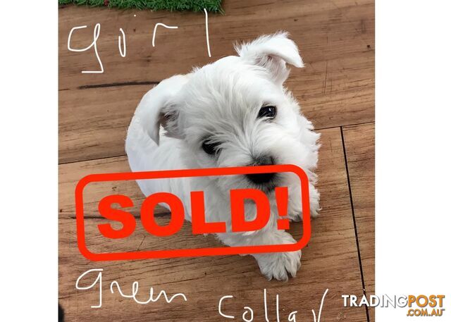 West Highland White Terrier pups, pure bred for sale NSW