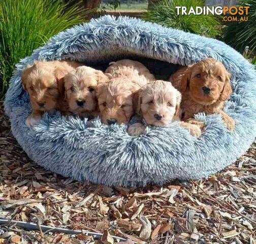 Spoodle Pups - EOI