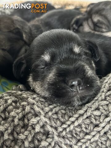 (PureBred) Miniature Schnauzer Puppies