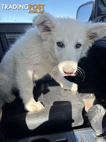 PUREBRED SWISS SHEPHERD