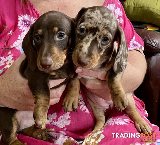 Miniature Dachshund puppies