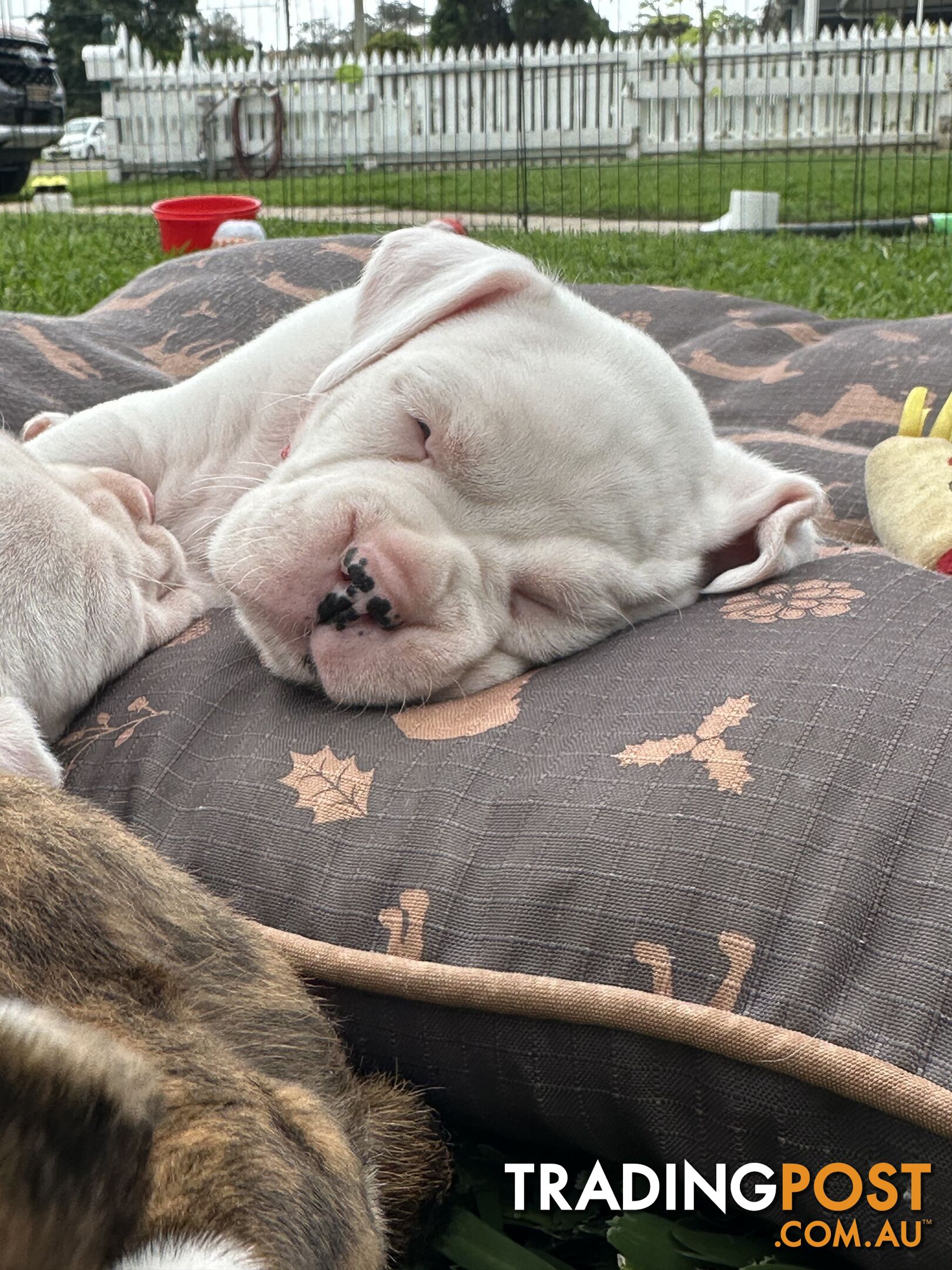 Pure bred bob tail boxer puppies